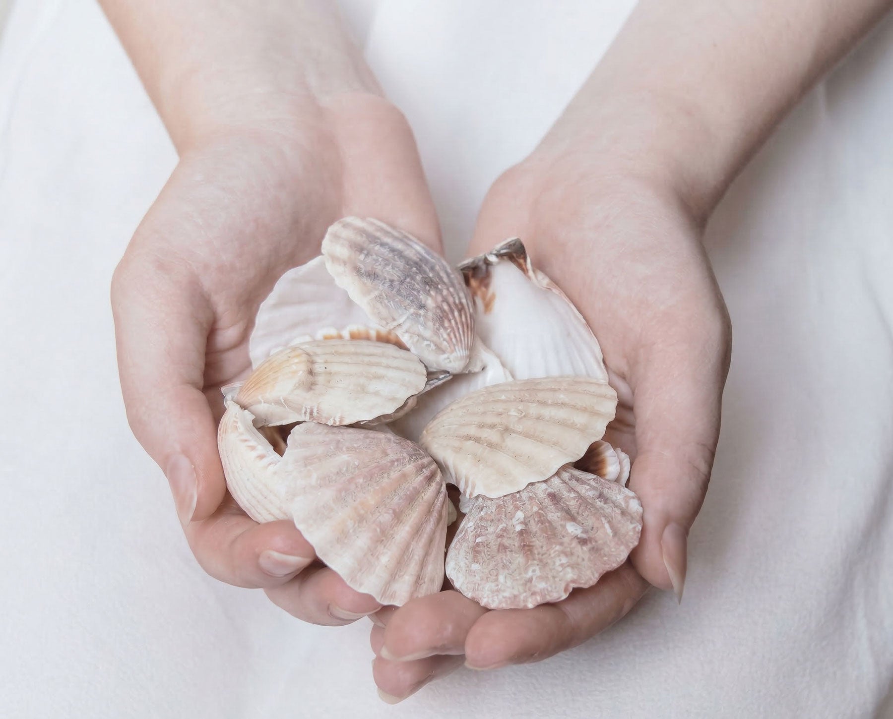 Collection of white and cream seashells arranged on a white background — the inspiration behind Keepsake Paper Co.'s coastal aesthetic