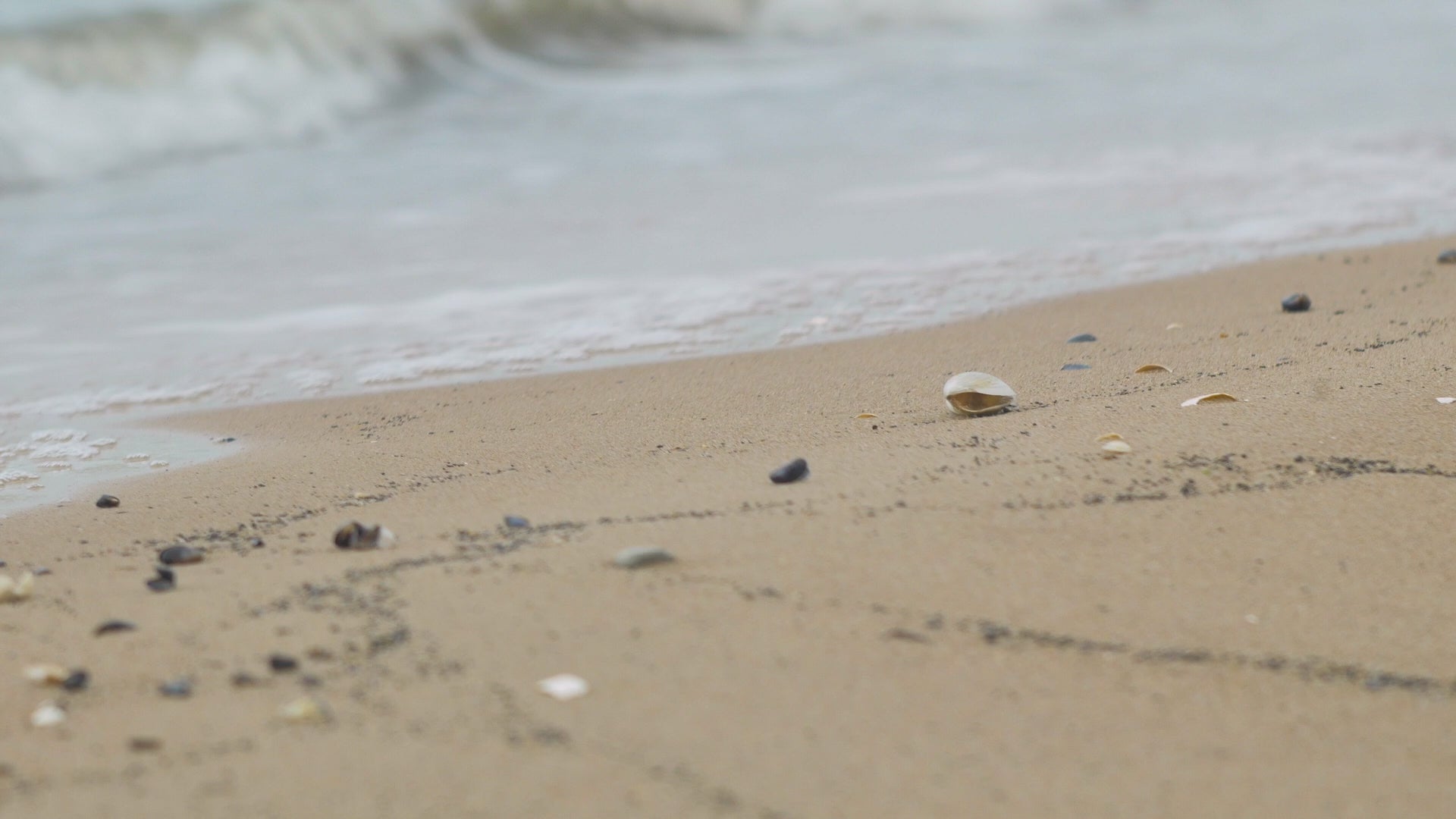 Gentle waves crash on a sandy beach at low tide while a seashell stays just out of reach of the water